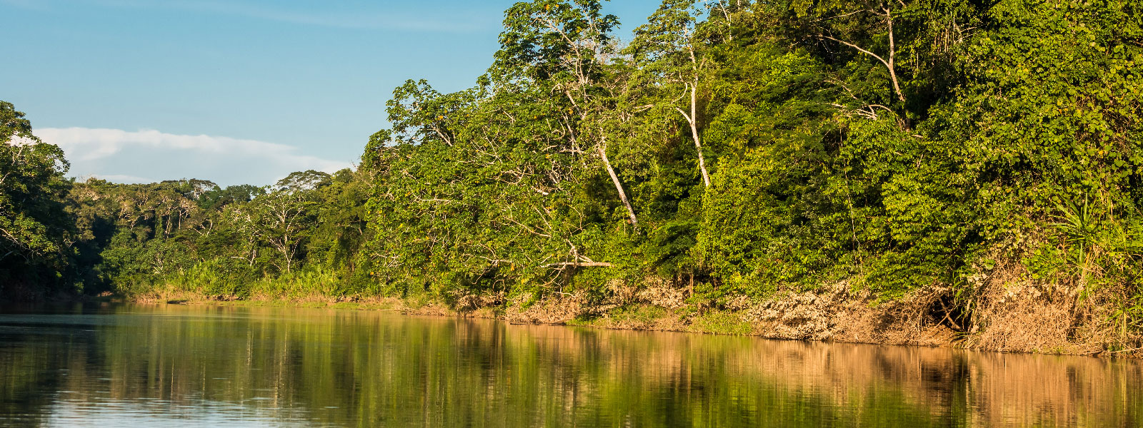 Image of trees and river