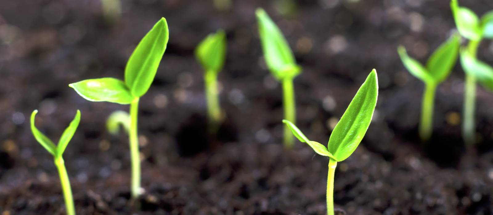 Plants sprouting