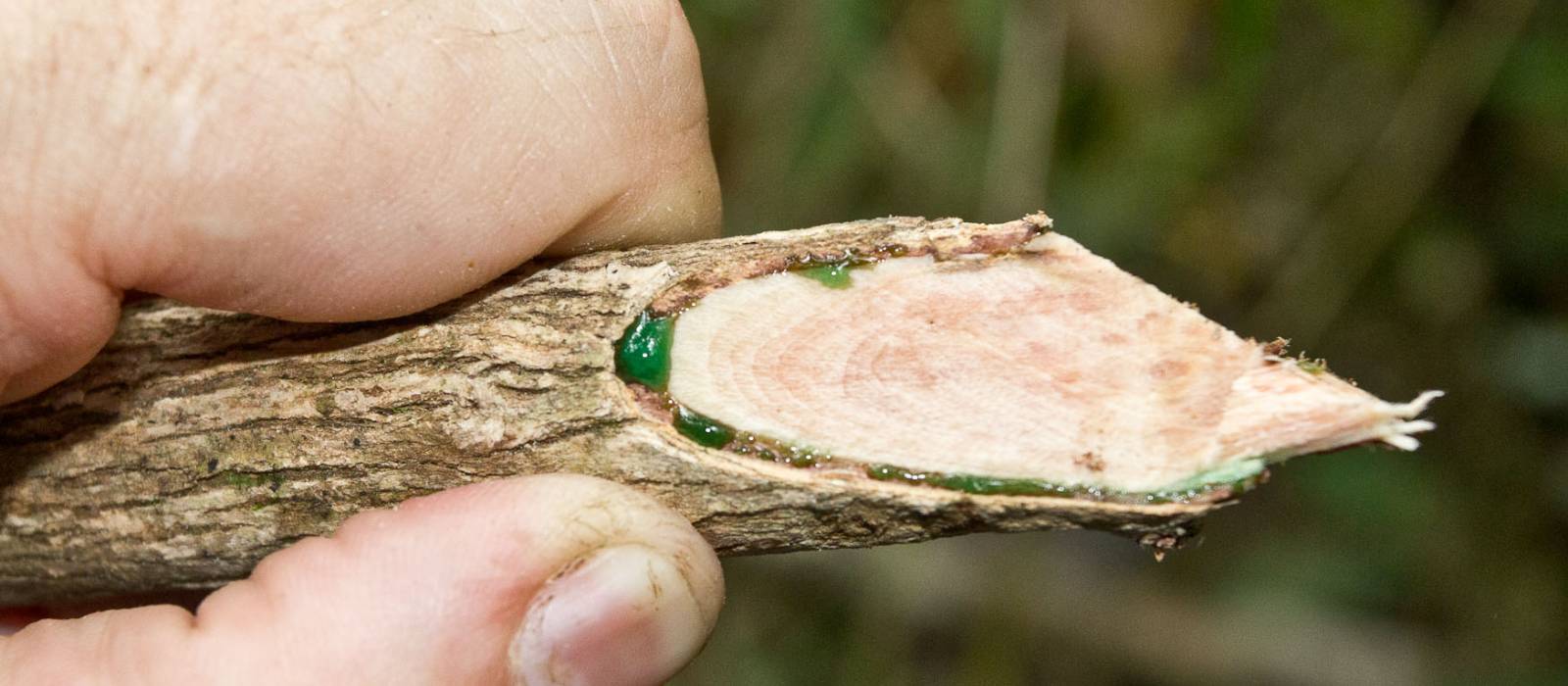 Figure 1. Extremely nickel-rich sap exuding from a cut branch of the tree Phyllanthus balgooyi. This sap contains about 16 per cent nickel. Figure 1. Extremely nickel-rich sap exuding from a cut branch of the tree Phyllanthus balgooyi. This sap contains about 16 per cent nickel.